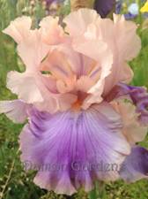 Iris Florentine Silk